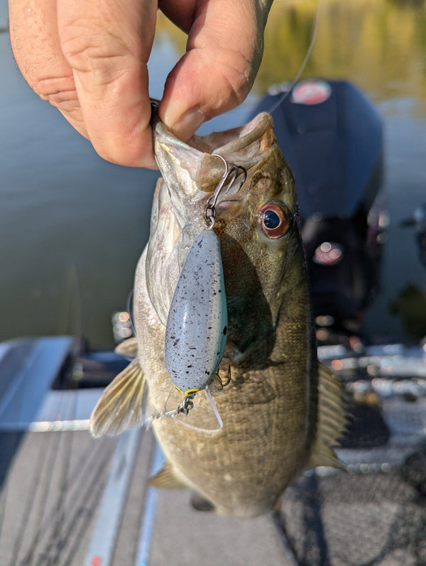 Eagerly waiting for the fall frenzy! Illinois River Report